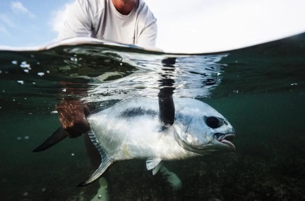 Man holding large fish partly submerged in water at No Name Lodge, Puerto Rico fishing outfitter location.